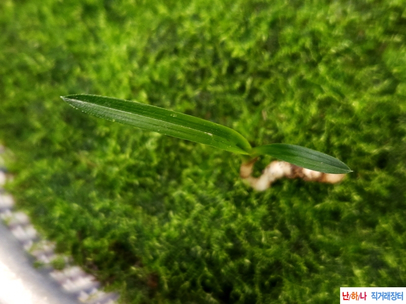 산채입변서반(생강근)