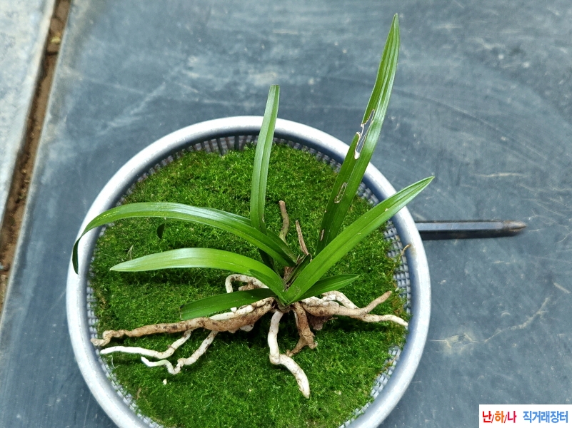 산채끼산반 입변(생강?