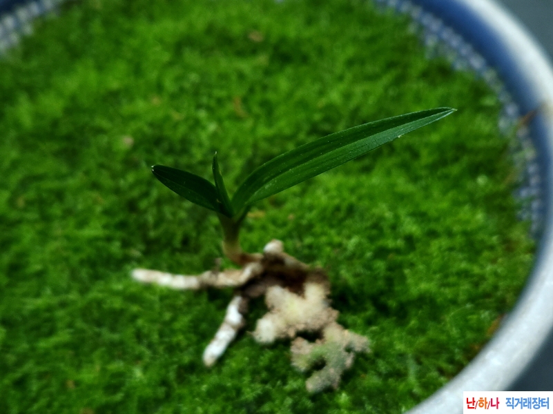 산채입변(생강근)