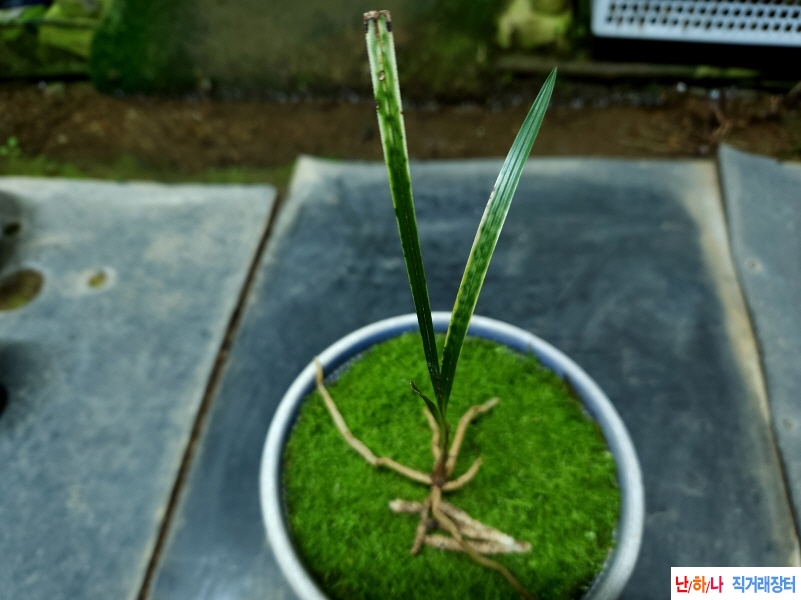 산채서호반(생강근)