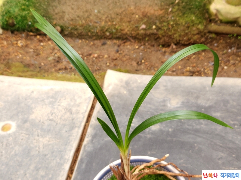 산채후육산반 소심반(?