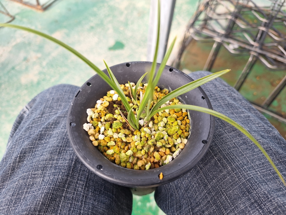 산반 복륜?? 애매한 종?