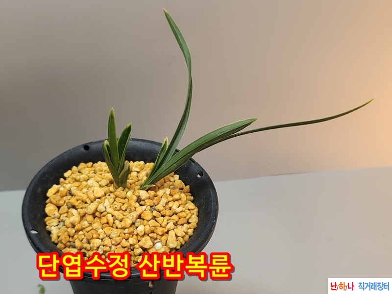 단엽수정 산반복륜