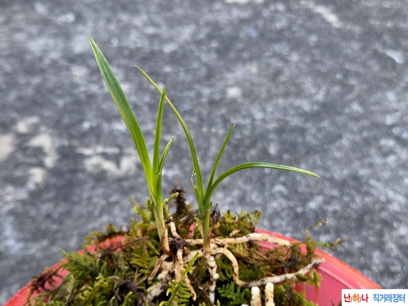 산채품 산반두개