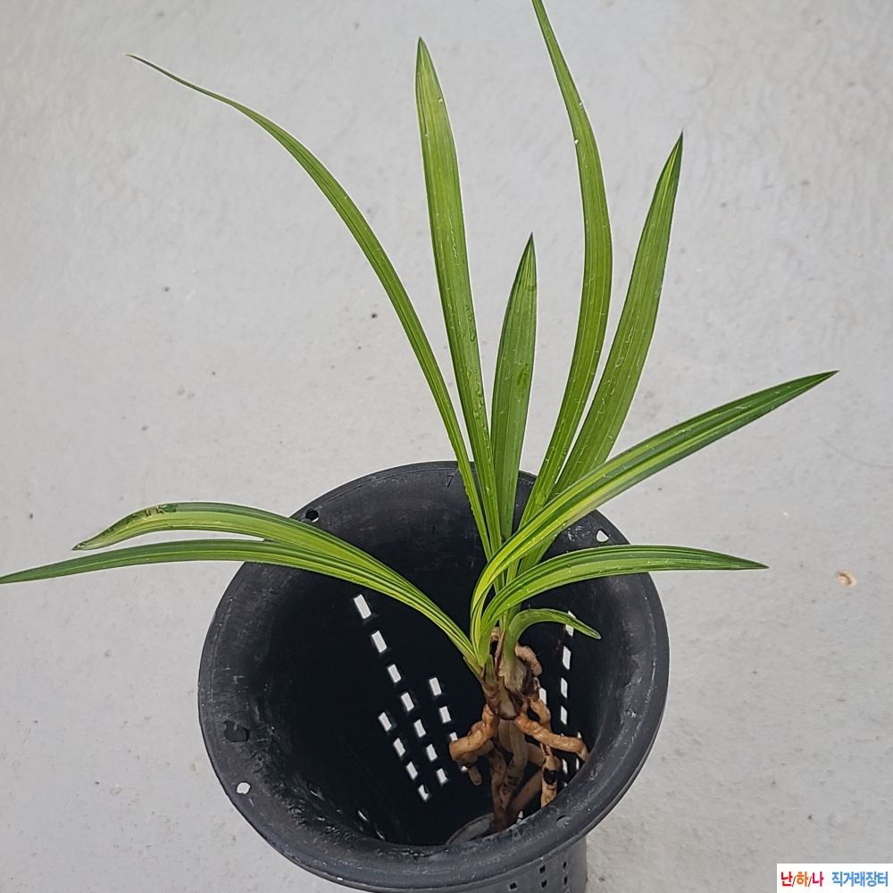 산채 감산반중투