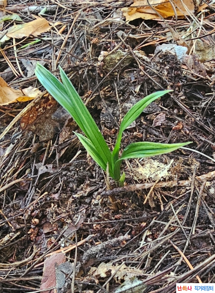 생강근 황산반 산채