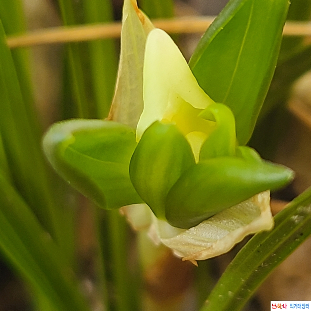 산채 가을에 피는 소심