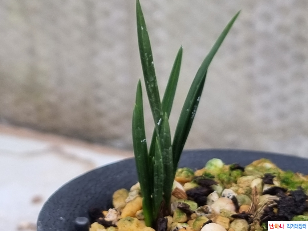 생강출발 작지만 야무?