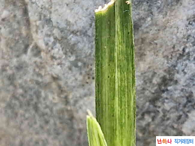 산채산반 녹호성