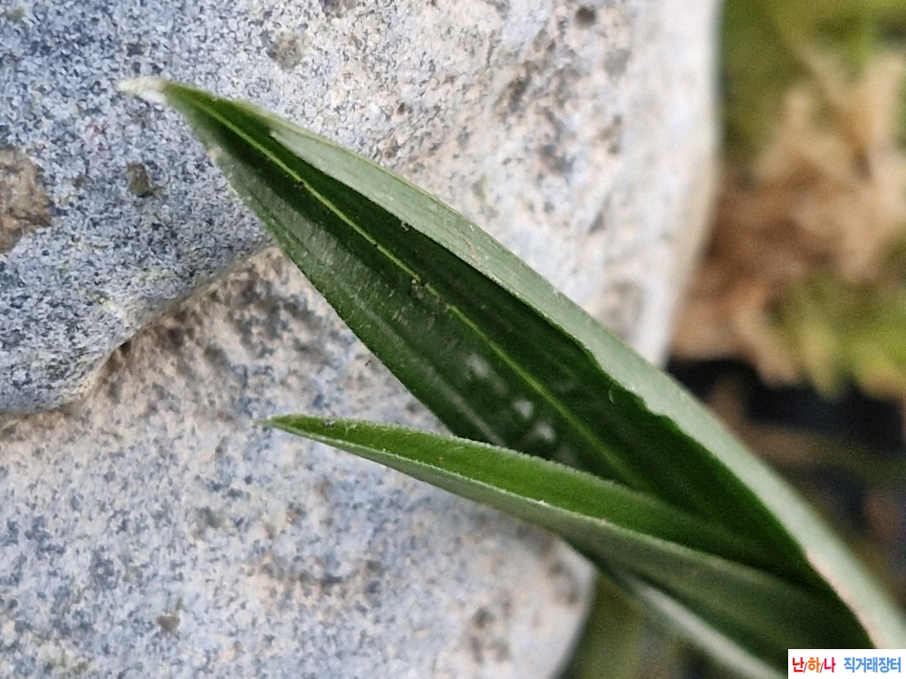 산채단엽성 기엽