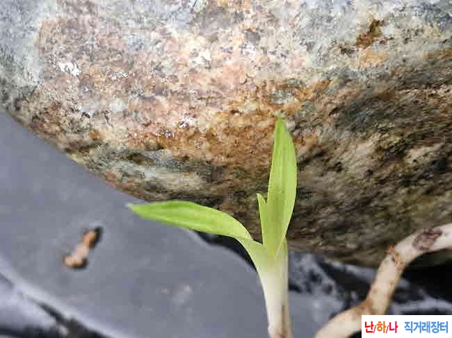 산채산반중투성