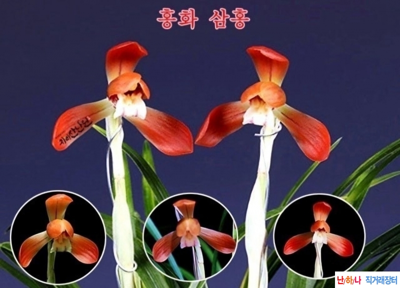서반홍화