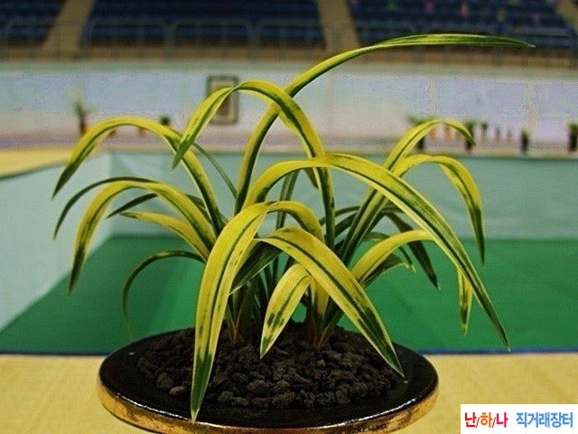 호피반3