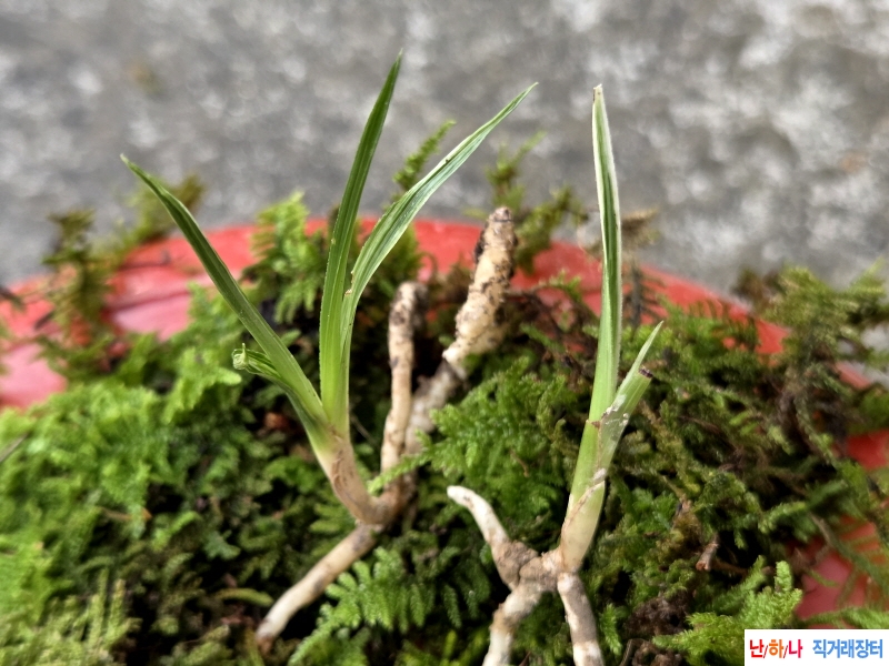 산채품 산반
