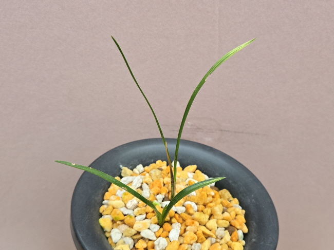 산채품