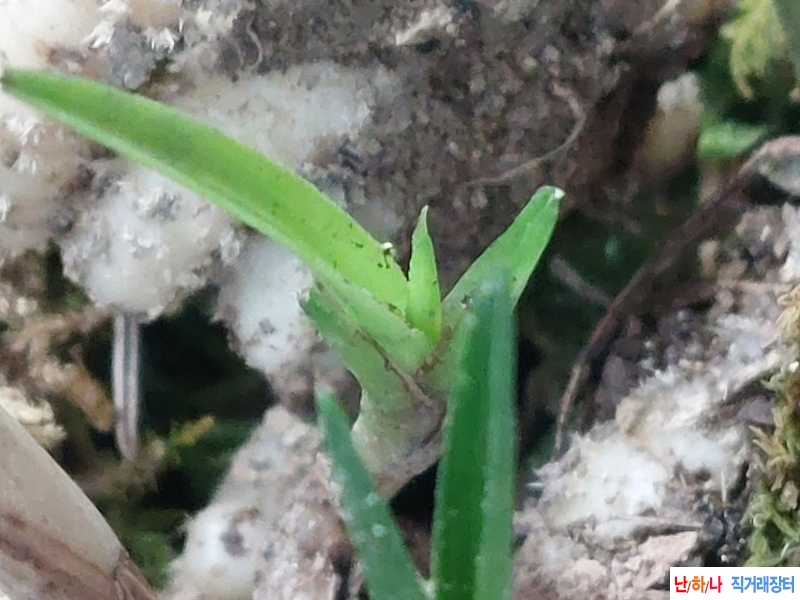산채5종
