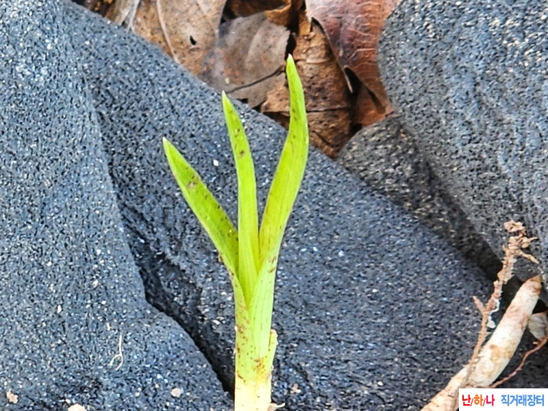 산채