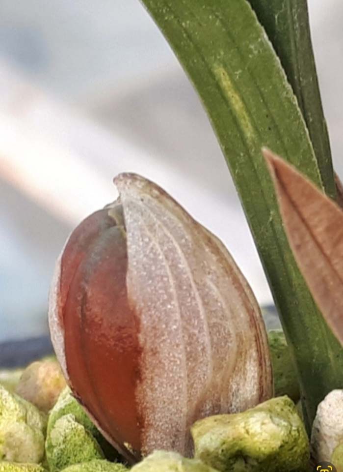 홍두(홍화보장)서반장?