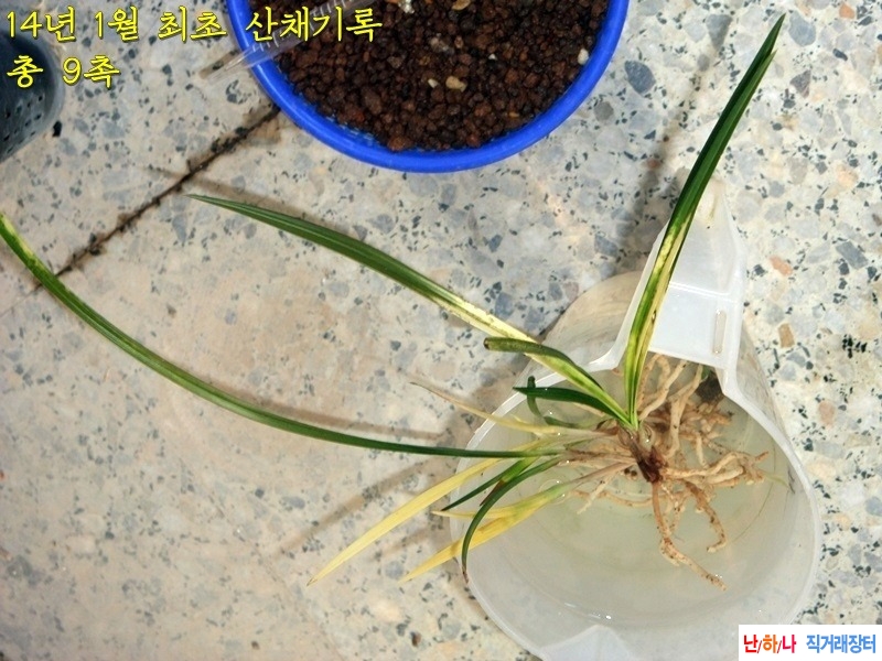 오리지날 진주 내동 극?