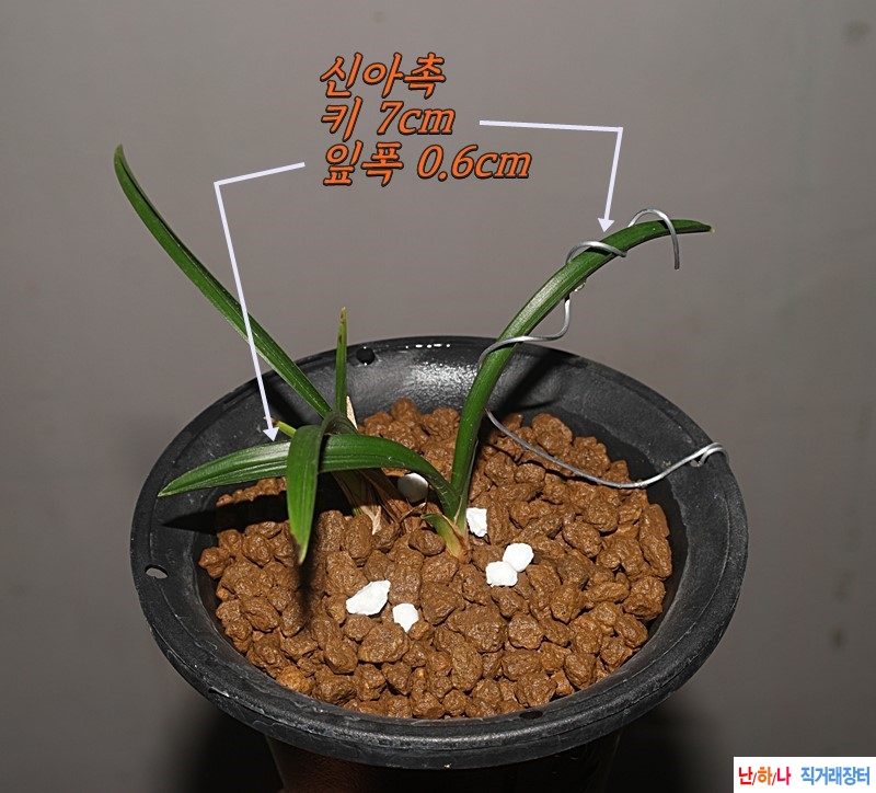 아담한 남해 산반단엽