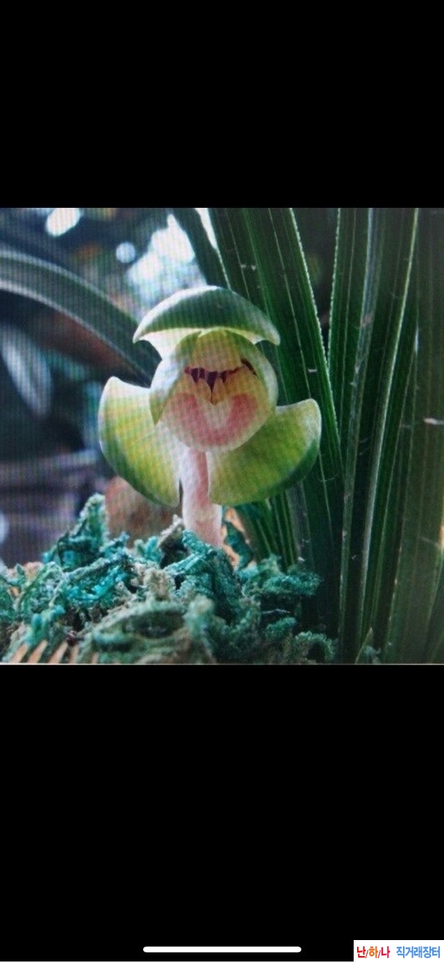 화형두화