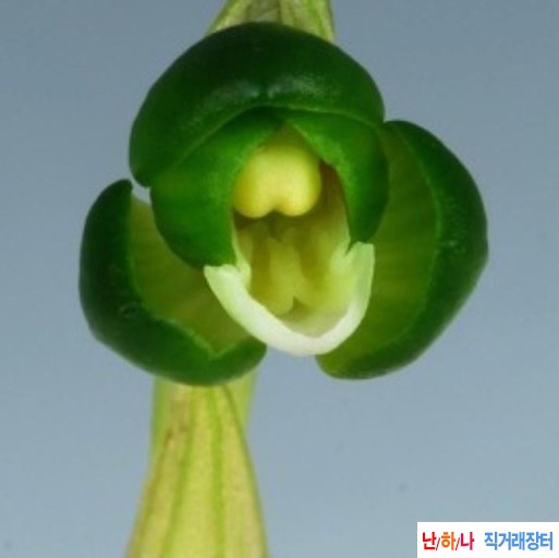 두화소심
