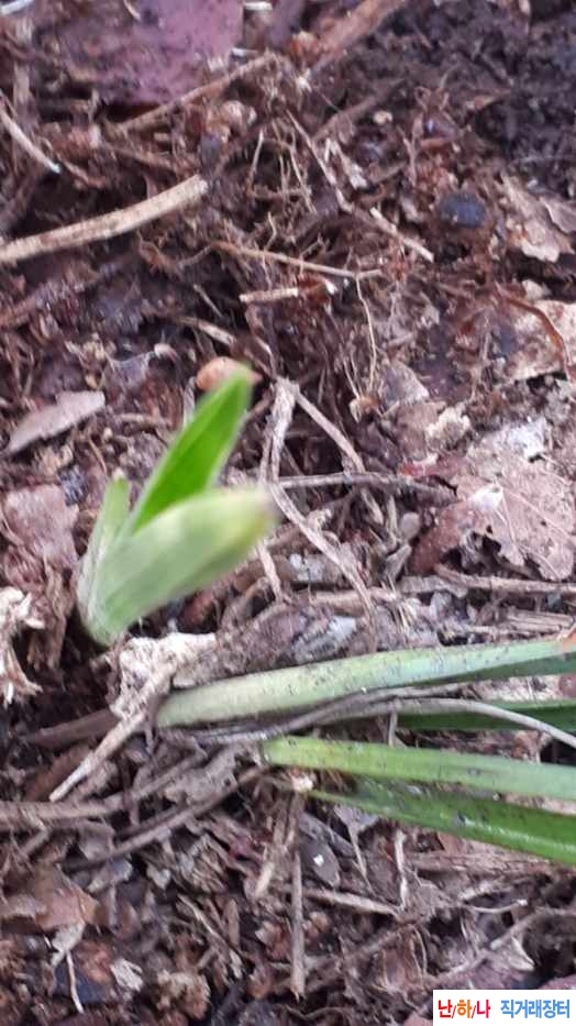 산채품