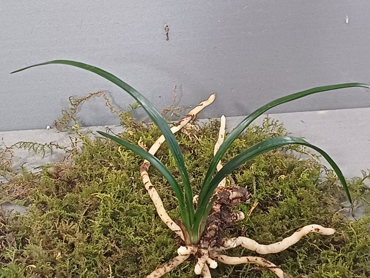 산채 장단엽