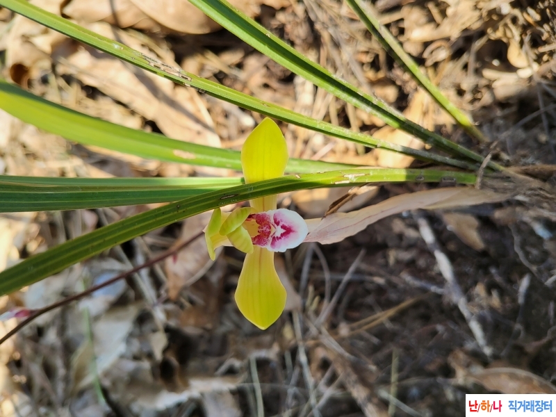 산채반색설