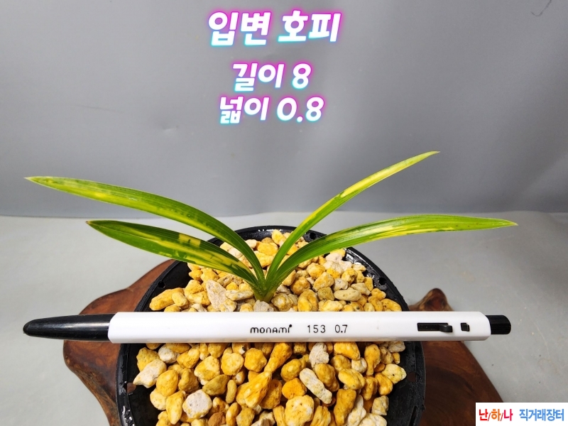@@@무명 입변 호피 @@@