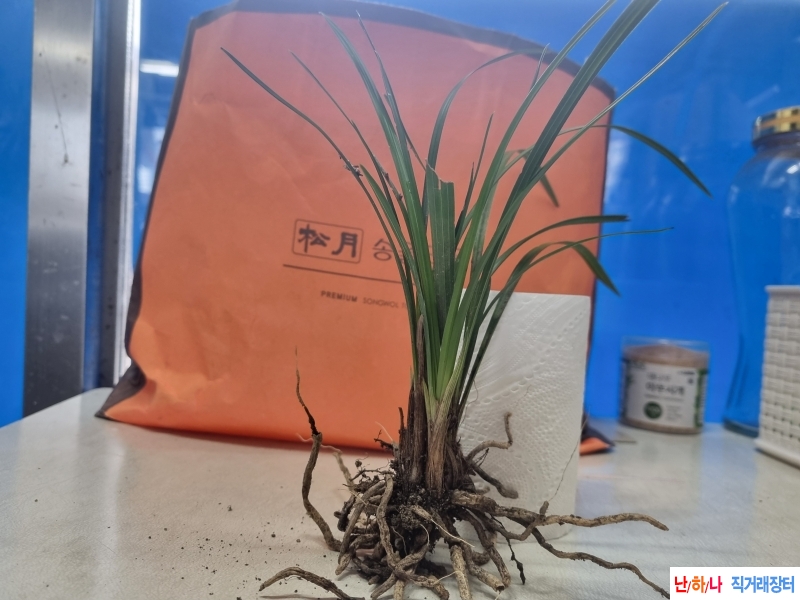 산채생강 후육 입변