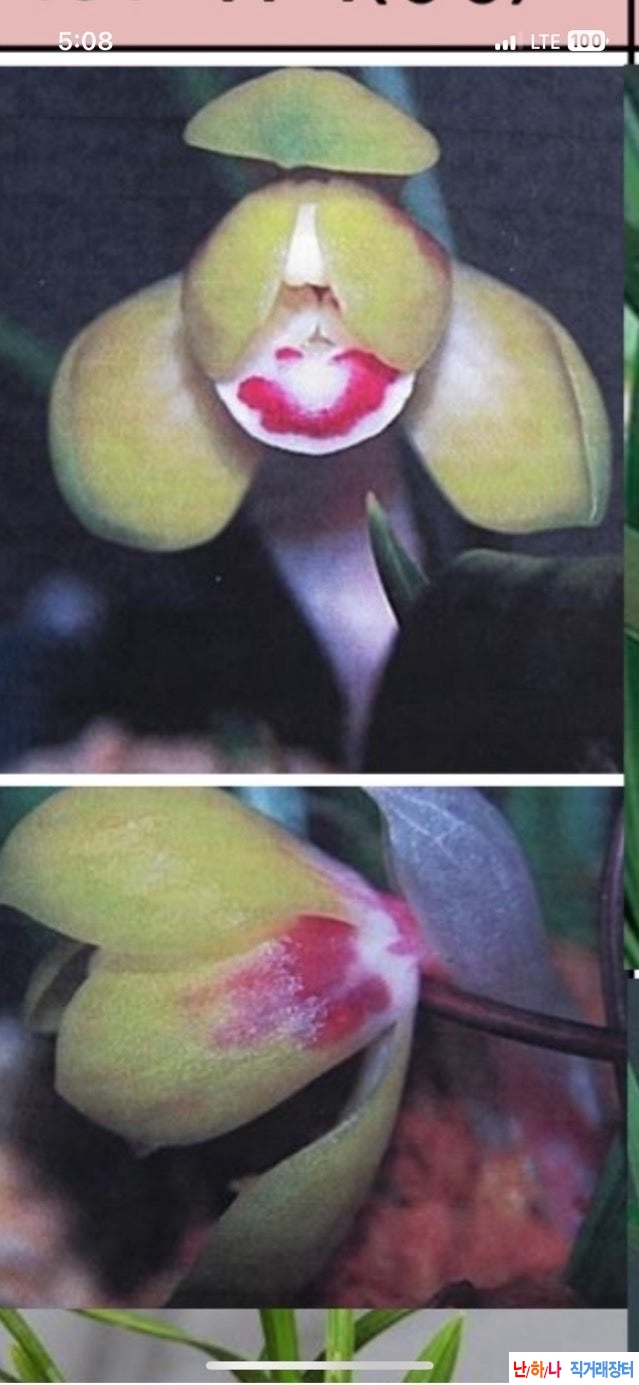 색두화
