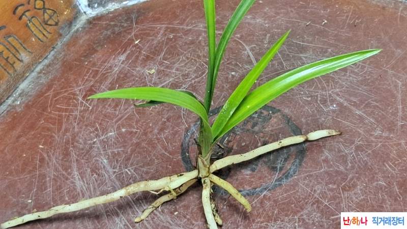 산채품
