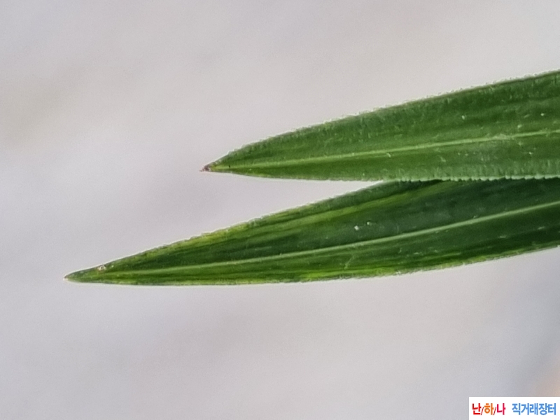 산채생강 단단한엽성 ?