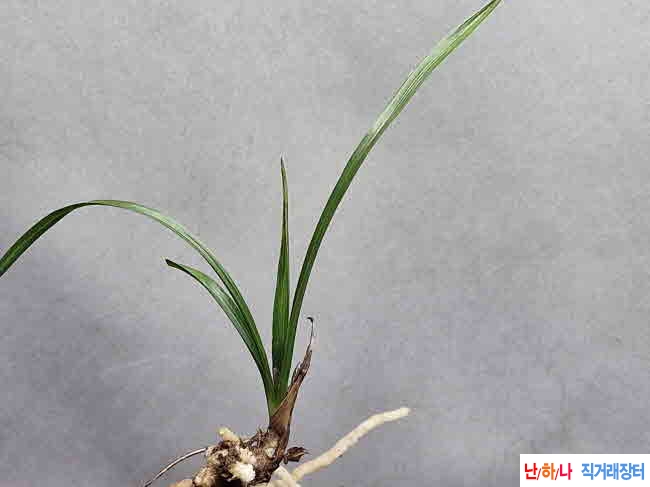 산채2종