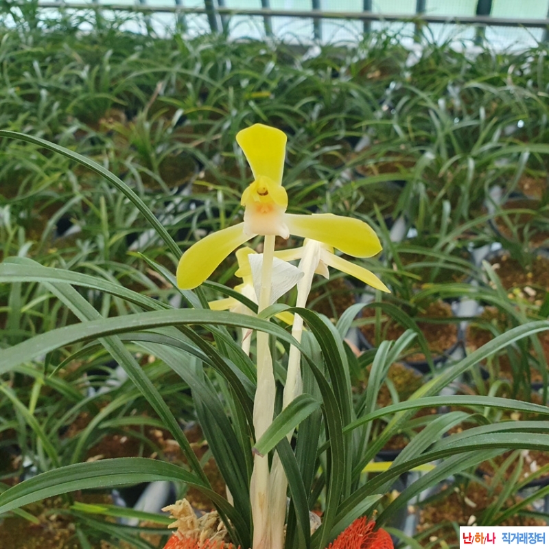 무명,,전시작품,,황화?