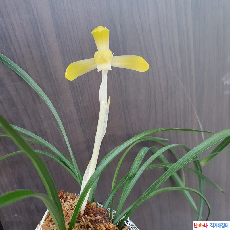 무명,,전시작품,,황화?