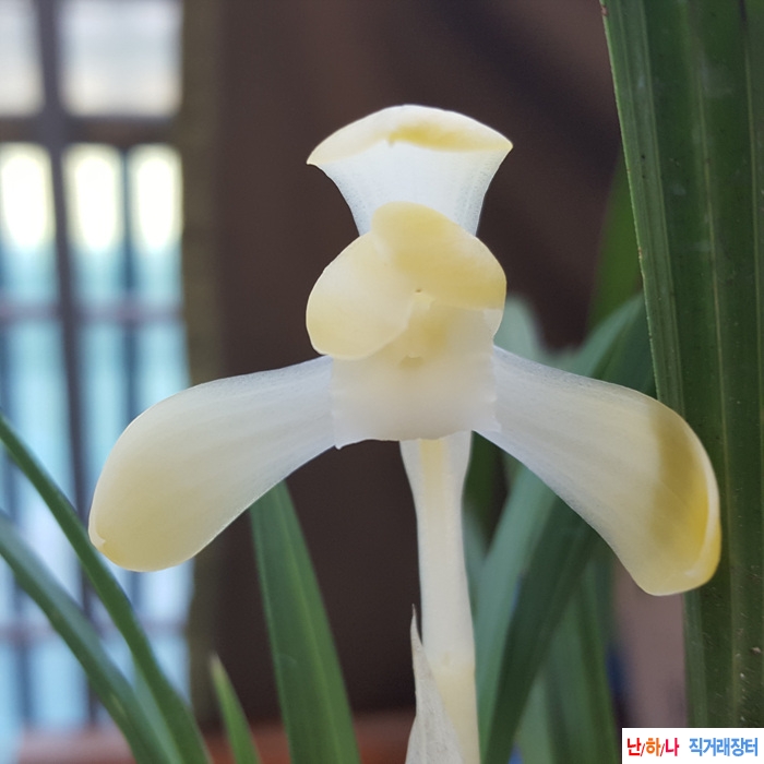 무명,,화형,,전시작품,,?