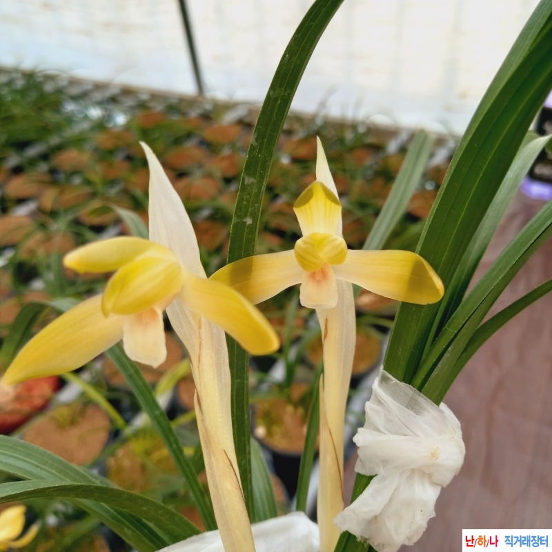 무명,,전시작품,,주금?