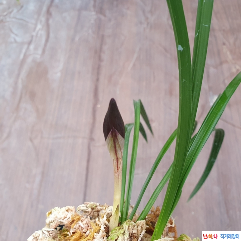 무명,,수채,,색설자화,,?