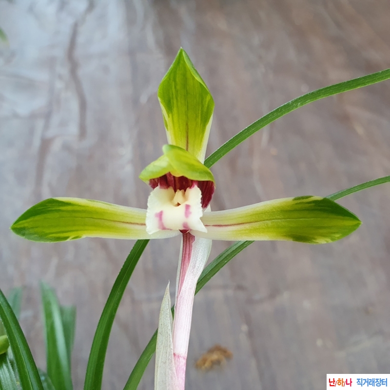 무명,,전시작,,중투화,,?