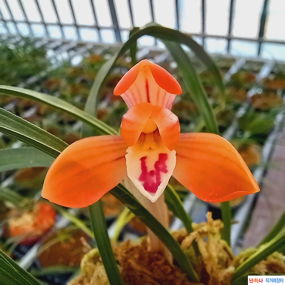 무명,,원판,,극황서반,,?