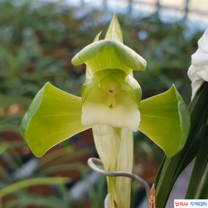 무명,,원판,,소심