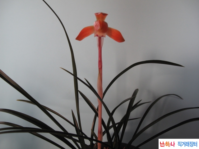 무명,,원판,,홍화,,종자?