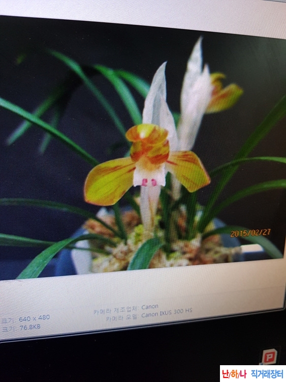 무명,,자홍,,복색화,,꽃?