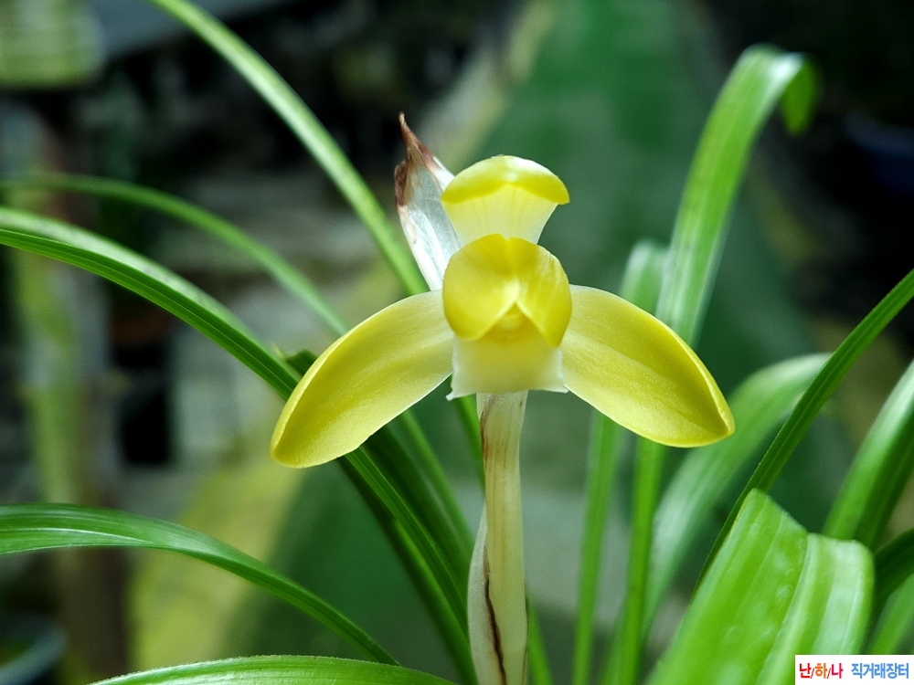 무명 황화소심(꽃1대)