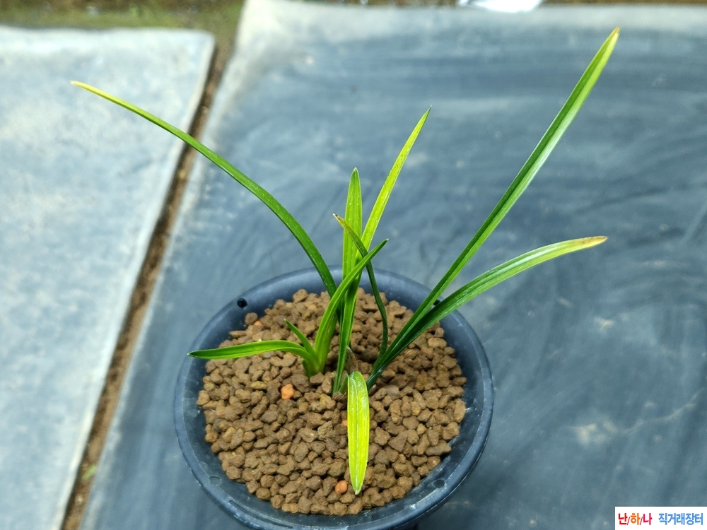 산채출 단엽서반