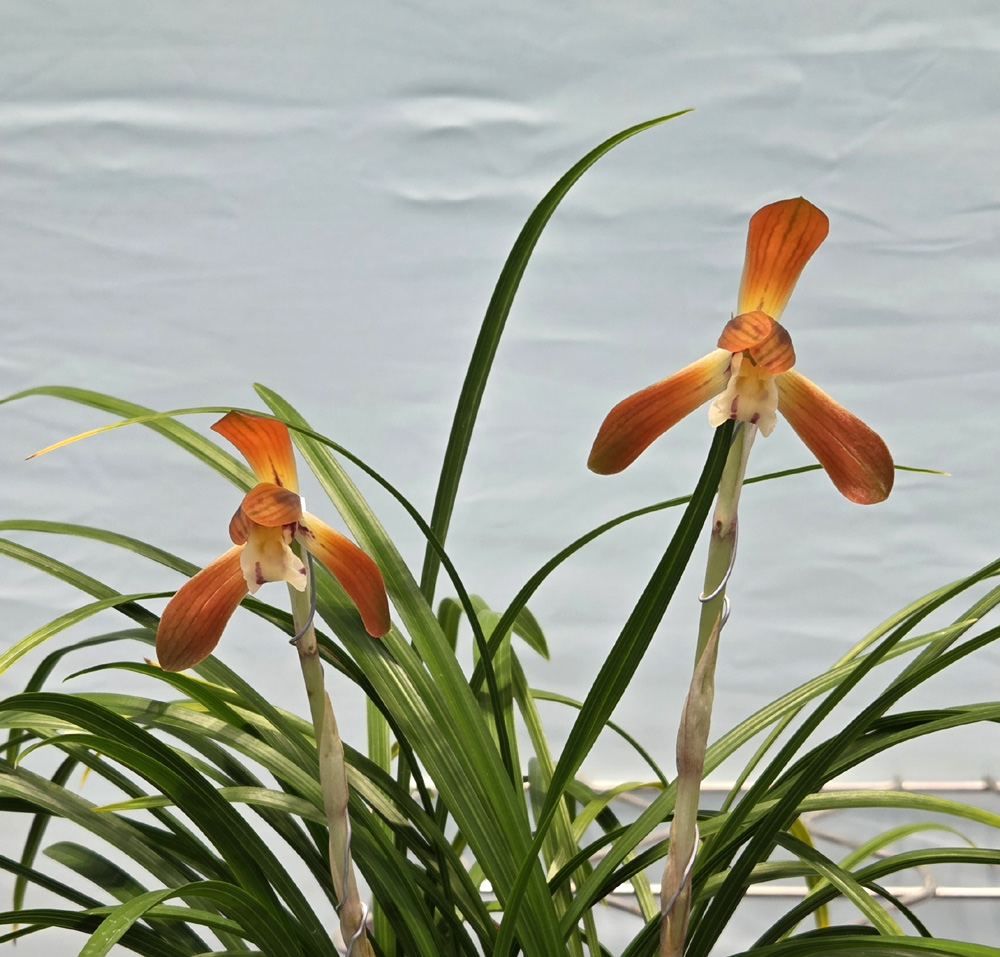 무명 특급 홍화