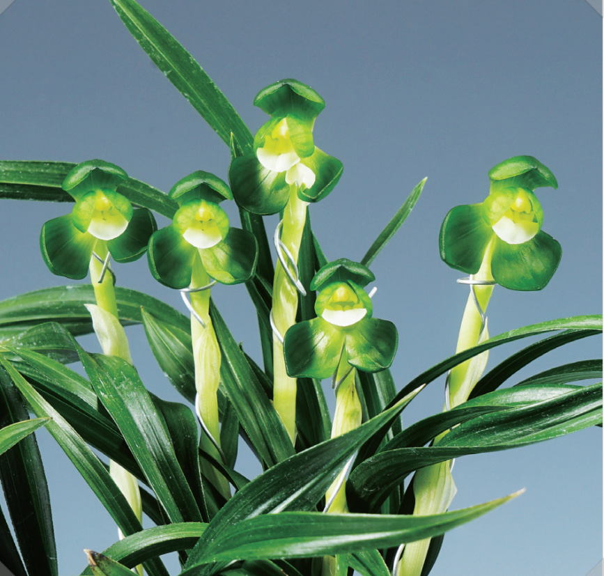 두화소심 일월화 종자 ?