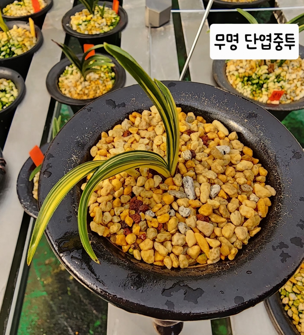 신품종 괴물 단엽중투*?